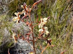 Wachendorfia paniculata flowering in hot conditions